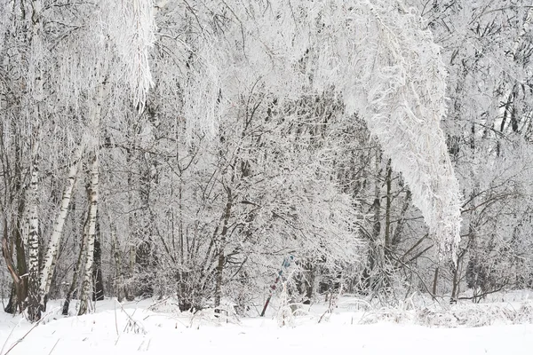 Bosque de invierno —  Fotos de Stock