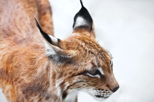 Lynx — Stock fotografie