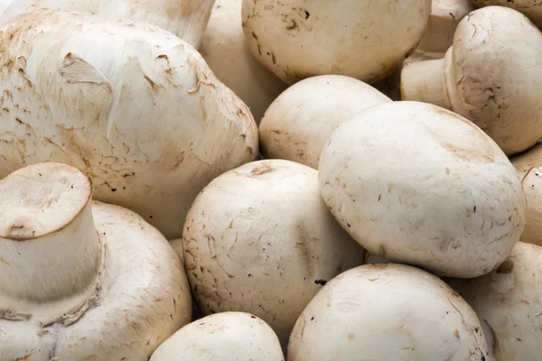 Champignon-Pilze — Stockfoto