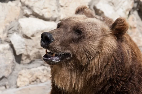 Bear — Stock Photo, Image