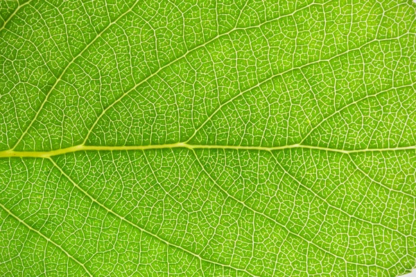 Folha verde — Fotografia de Stock