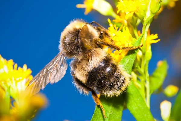 Bumblebee — Stock Photo, Image