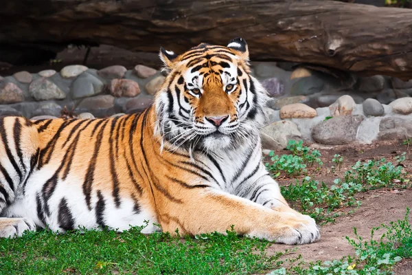 Tiger — Stockfoto