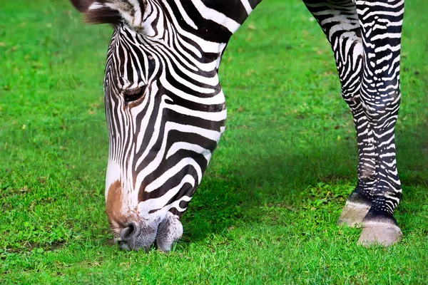 Zebra — Stock Photo, Image