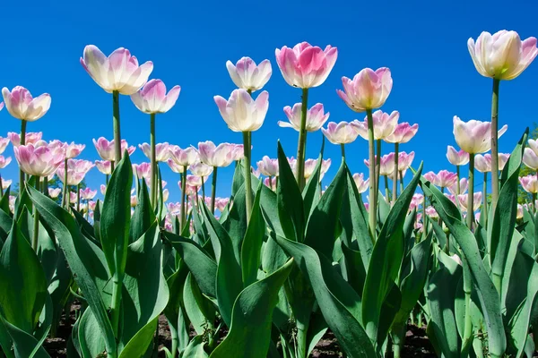 Flores de tulipán — Foto de Stock