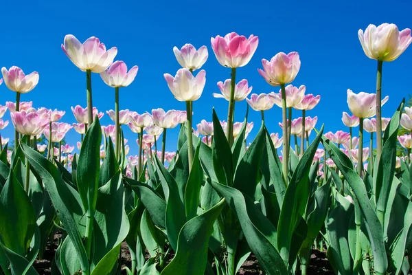 Kwiatów tulipanów — Zdjęcie stockowe