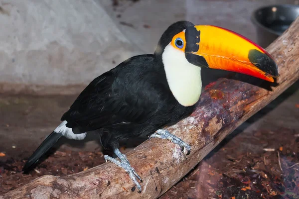 Toucan — Stock Photo, Image