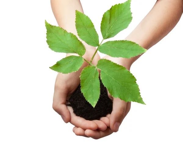 Tree in hands — Stock Photo, Image