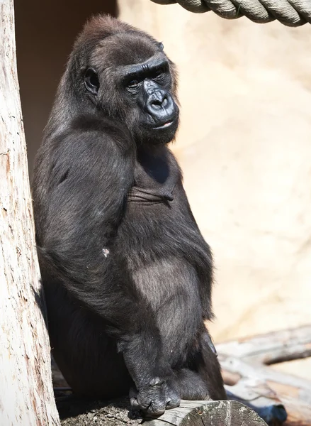 Gorilla — Stockfoto