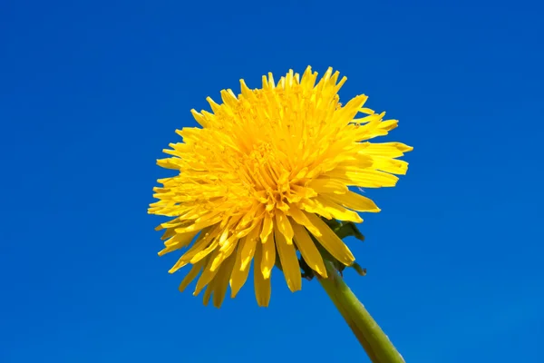 Dandelion — Stock Photo, Image