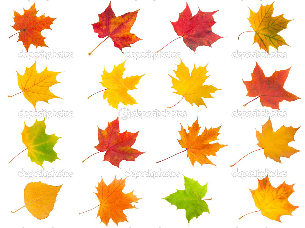 Maple leaves