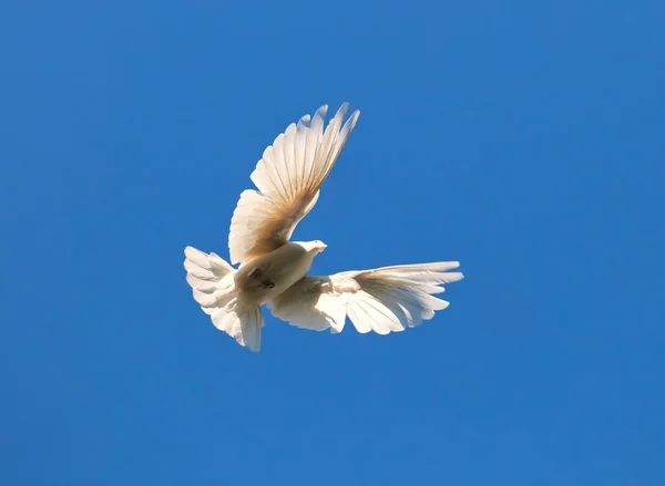 Pombo branco — Fotografia de Stock