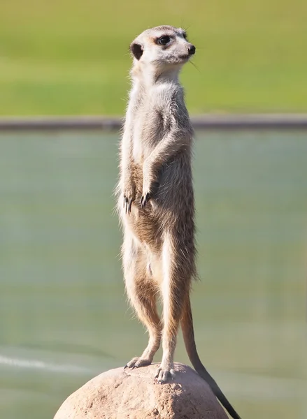 Erdmännchen — Stockfoto