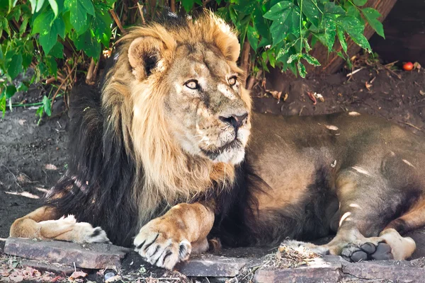 León. — Foto de Stock