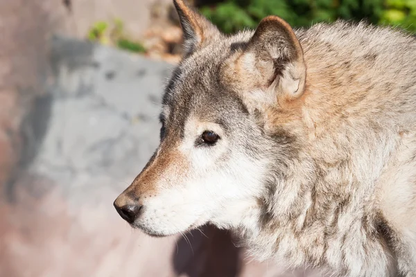 Wolf — Stock Photo, Image