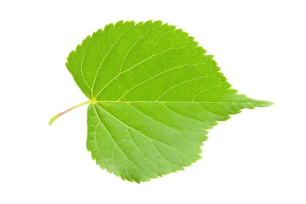 Green leaf — Stock Photo, Image