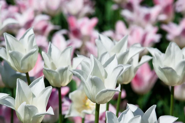 Flores de tulipán — Foto de Stock