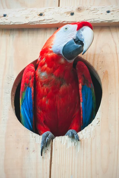 Ara parrot — Stockfoto