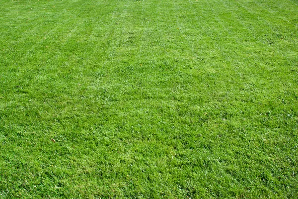 Green grass — Stock Photo, Image