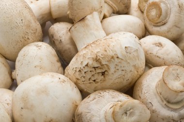 champignon mantarları