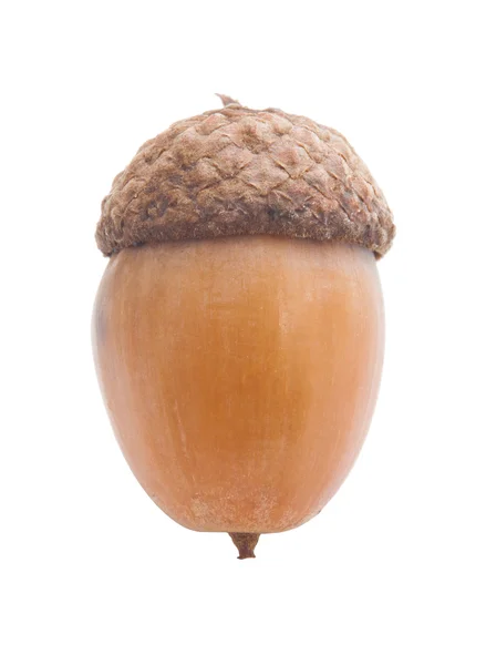 Acorn — Stock Photo, Image