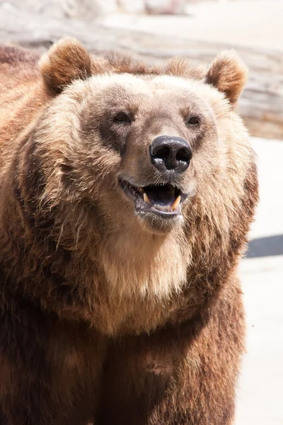 Bär — Stockfoto