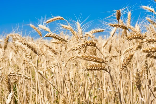 Wheat field — Stock Photo, Image