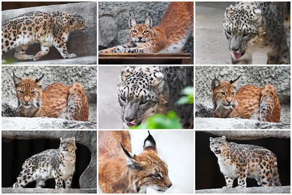Lynx y Snow Leopard —  Fotos de Stock
