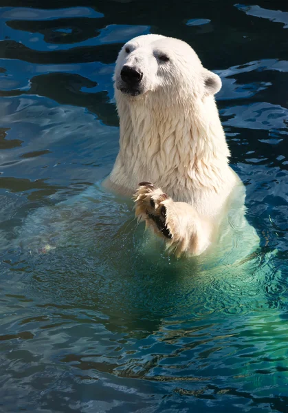 Kutup ayısı — Stok fotoğraf