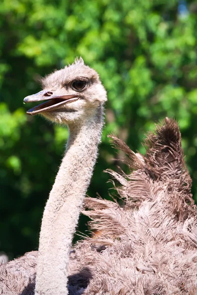 Ostrich — Stock Photo, Image