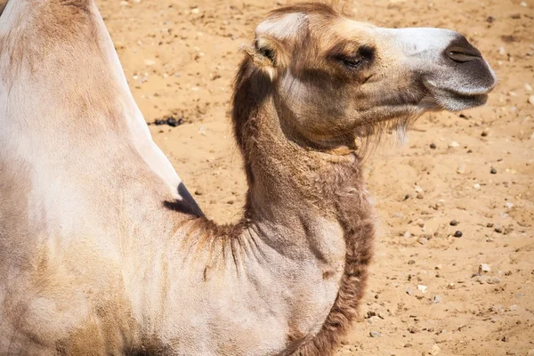 Camel — Stock Photo, Image