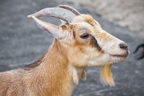 Goat — Stock Photo, Image