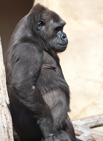 Gorilla — Stockfoto