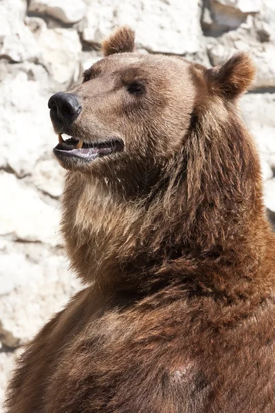 Bear — Stock Photo, Image