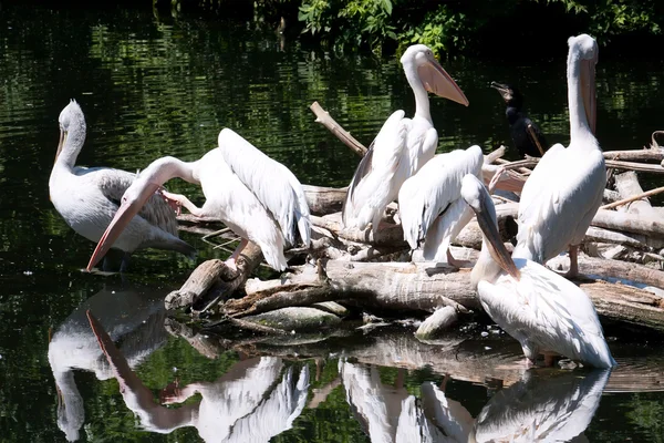 Pelicans — Stock fotografie