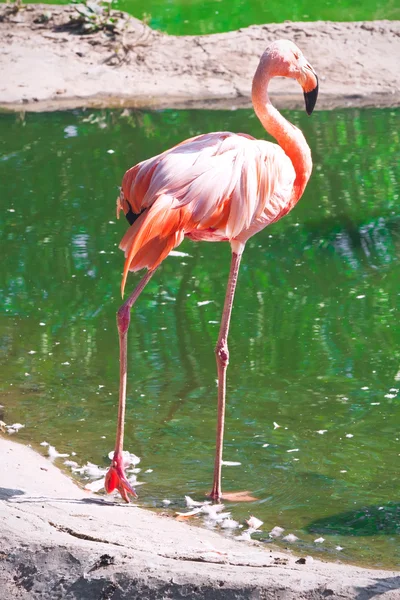 Flamingo — Stok fotoğraf