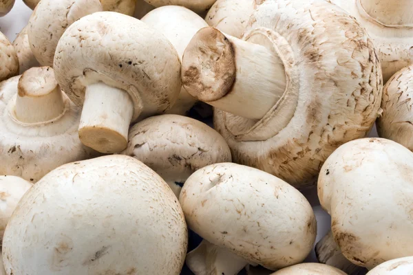 Champignon mushrooms — Stock Photo, Image