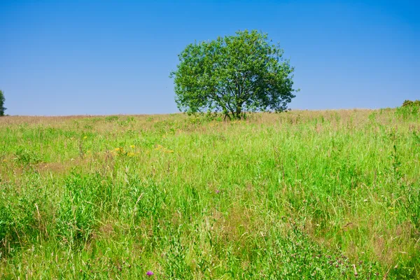 Arbre et champ — Photo