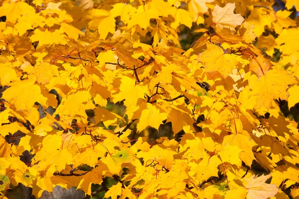 Herfst — Stockfoto