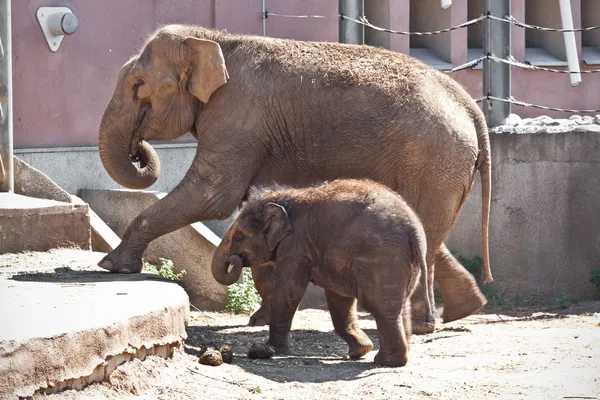 Elefant — Stockfoto