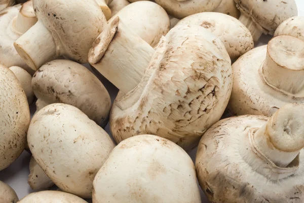 Champignon-Pilze — Stockfoto