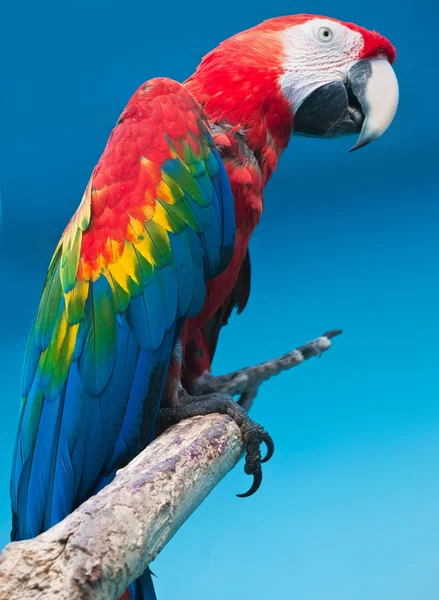 Ara papağan — Stok fotoğraf