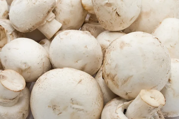 Champignon mushrooms — Stock Photo, Image