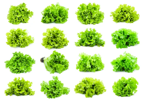 Lettuce — Stock Photo, Image