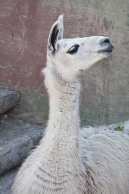 lama