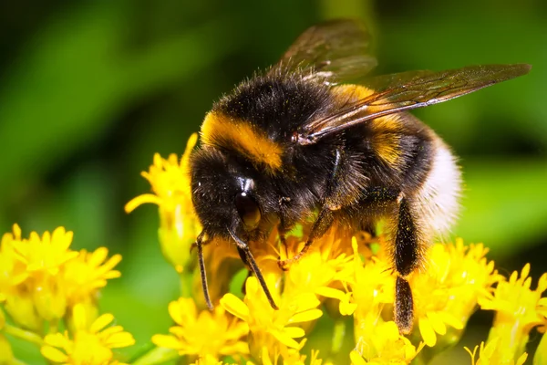 Bumblebee — Stock Photo, Image