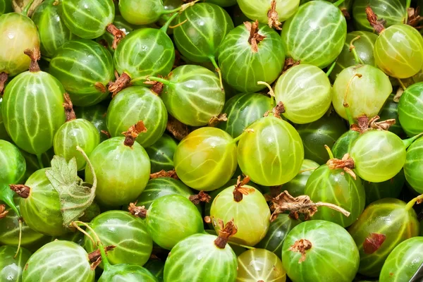 Stachelbeeren — Stockfoto