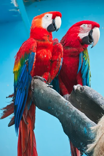 Ara papağan — Stok fotoğraf