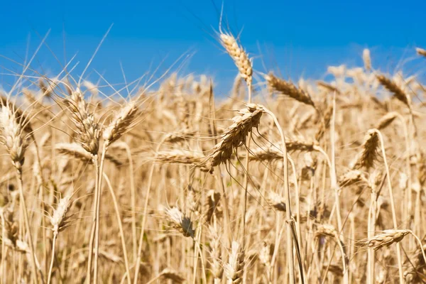 Campo di grano — Foto Stock