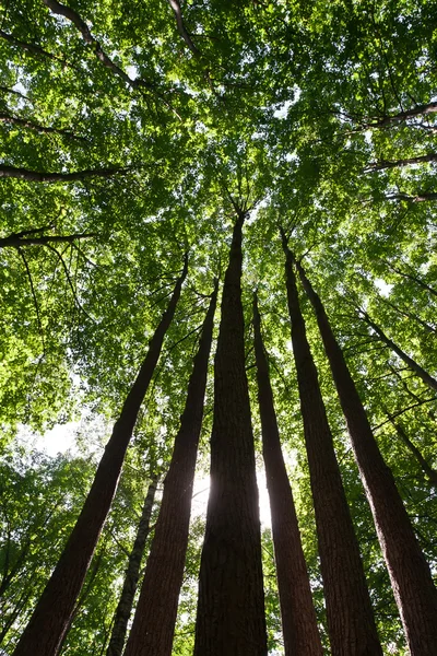 Grüner Wald — Stockfoto